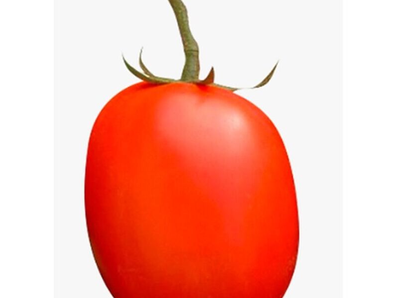 Semillas Tomate México