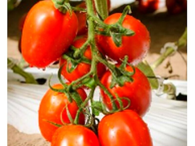 Semillas Tomate México