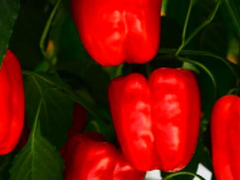 Semillas Pimiento México
