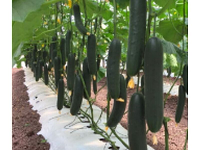 Semillas Pepino México