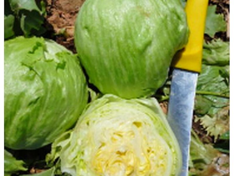Semillas Lechuga México