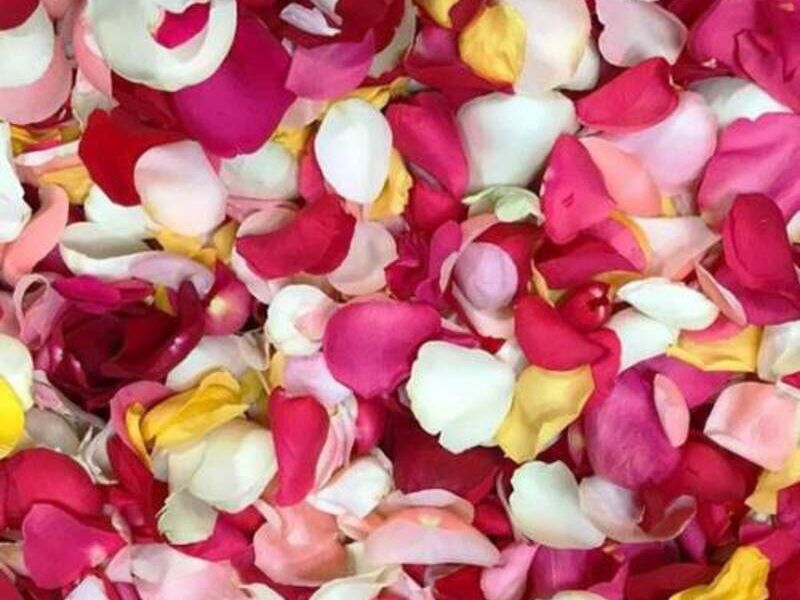 PLANTAS FLOR MÉXICO 