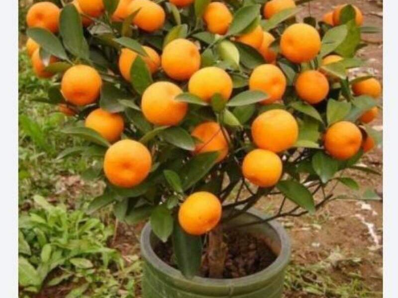 ÁRBOLES FRUTALES MÉXICO 