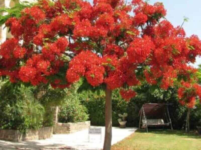 ÁRBOLES ORNATO MÉXICO