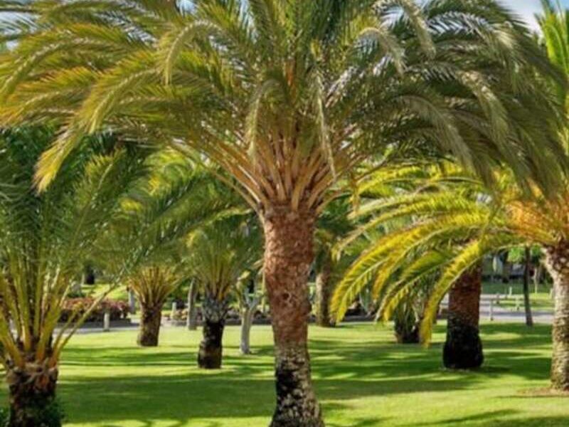 PALMERAS RESISTENTES MÉXICO