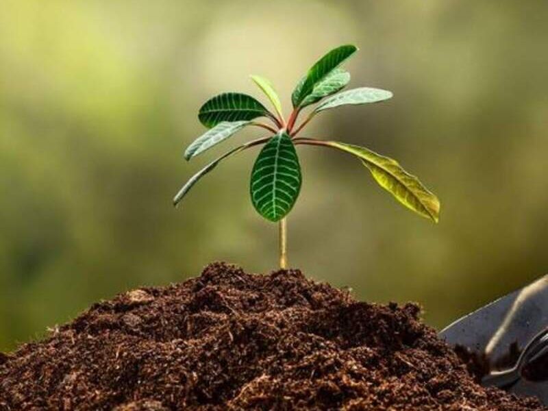 TIERRA JARDÍN DURABLE MÉXICO