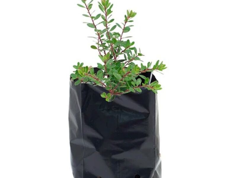 Bolsa Plástico Negro Monterrey Mexico