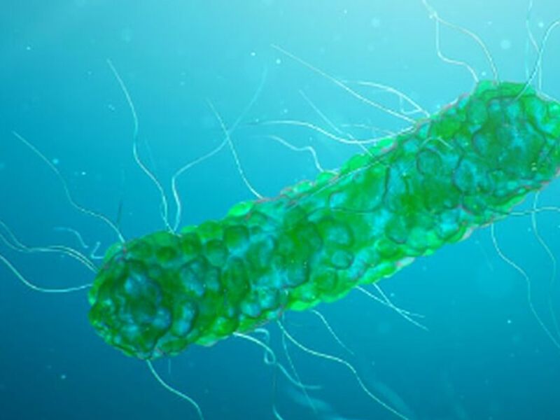 Aplicación de bacterias Morelo