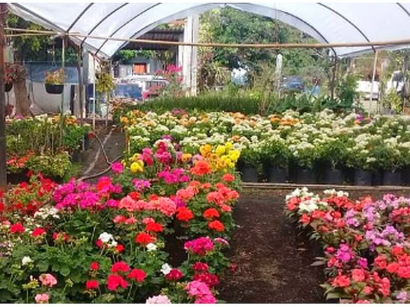 Venta de Plantas de ornatos Morelos 