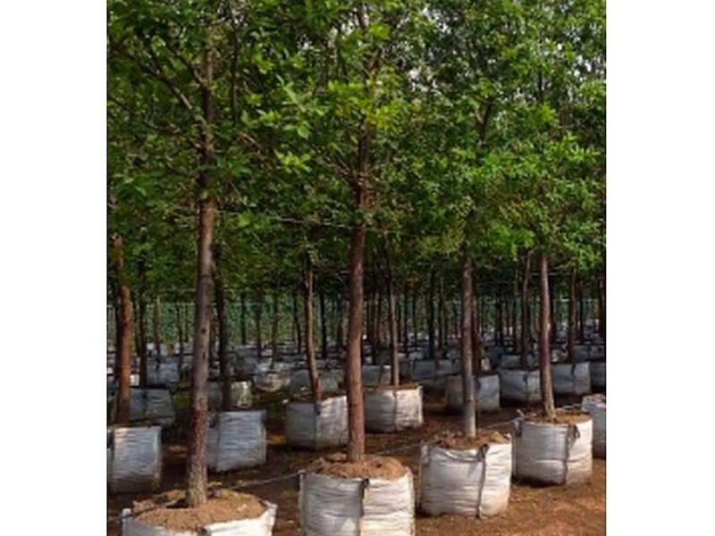 Árboles frutales Morelos