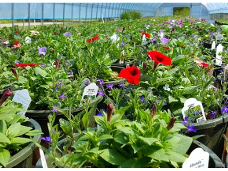 Plantas de vivero Morelo