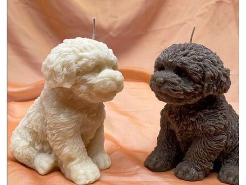 Vela Perrito México