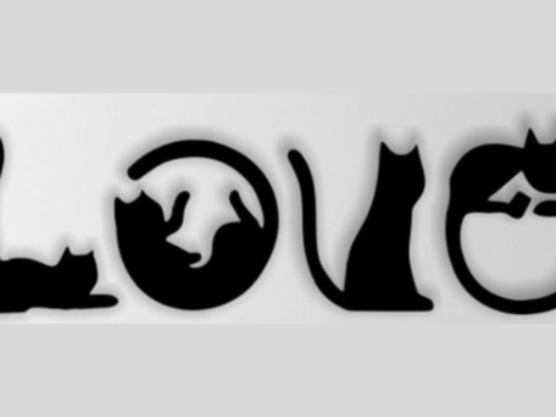 Love cat.Mexico