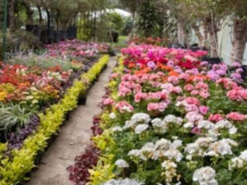 Vivero CDMX